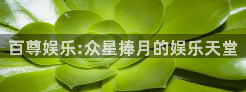 狗子28